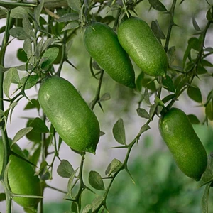 Mutlupaket Tüplü Meyve Verme Durmunda Finger Lime Parmak Limon Fidanı