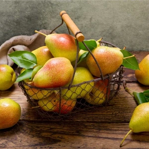 Mutlupaket Tüplü Aşılı Tam Bodur Aromalı Williams Bartlet Armut Fidanı