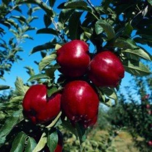 Mutlupaket Tüplü Aşılı Tam Bodur Koyu Kırmızı Joremini Elma Fidanı