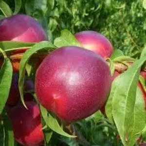 Mutlupaket Tüplü Aşılı Yarı Bodur Bing Bang Nektarin Fidanı