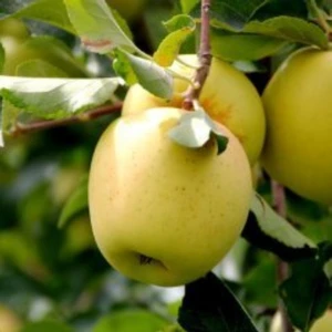 Mutlupaket Tüplü Aşılı Tam Bodur Tatlı Sulu Golden Elma Fidanı