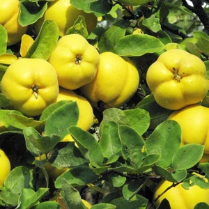 Mutlupaket Tüplü Aşılı Yarıbodur Verimli Eşme Ayva Fidanı