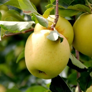 Mutlupaket Tüplü Aşılı Bol Verimli Aromalı Golden Elma Fidanı