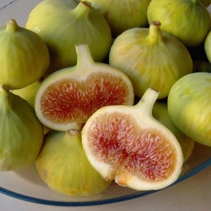 Mutlupaket Tüplü Aroması Yüksek Bağdat Incir Fidanı