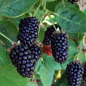 Mutlupaket Tüplü Verimli Mayhoş Aromatik Brazos Böğürtlen Fidanı