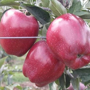 Mutlupaket Tüplü Aşılı Verimli Iri Meyveli Starking Elma Fidanı
