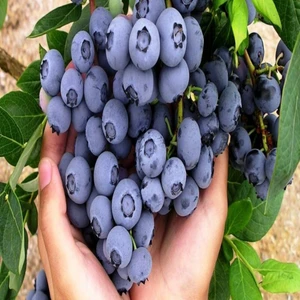 Mutlupaket Tüplü Jubilee Bluberry Yaban Mersini Fidanı