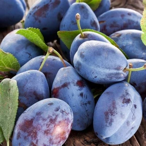 Mutlupaket Tüplü Aşılı Geleneksel Aromatik Mürdüm Eriği Erik Fidanı