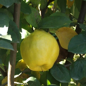 Mutlupaket Tüplü Aşılı Yarı Bodur Iri Meyveli Verimli Leziz Ekmek Ayva Fidanı