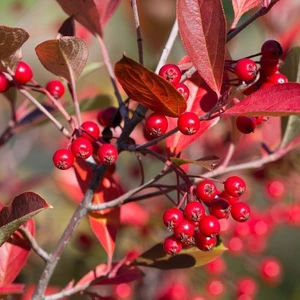 Mutlupaket Tüplü Katya Rus Yaban Mersini Kırmızı Aronya (Aronia) Fidanı