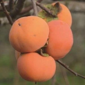 Mutlupaket Tüplü Çikolata Aromalı Hachiya Trabzon Hurması Fidanı