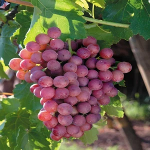Mutlupaket Tüplü Sofralık Çekirdeksiz Flame Seedless Üzüm Fidanı