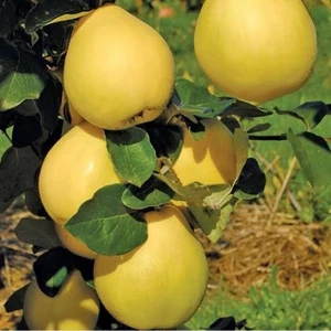 Mutlupaket Tüplü Aşılı Verimli Midilli Özel Çeşit Ege 25 Ayva Fidanı