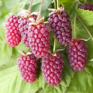 Mutlupaket Tüplü Özel Böğürtlen Ahududu Melezi Loganberry Fidanı