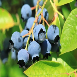 Mutlupaket Tüplü Bluecropt Yaban Mersini Fidanı