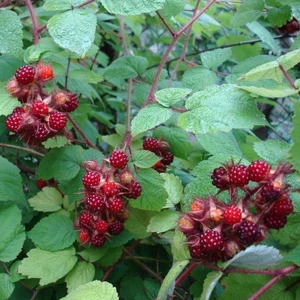 Mutlupaket Tüplü Wineberry Japon Böğürtleni Şarap Ahududu Fidanı