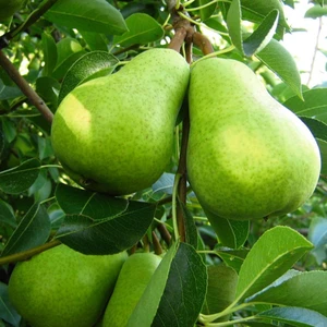 Mutlupaket Tüplü Aşılı Verimli Geleneksel Anadolu Bahribey Armut Fidanı