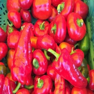 Mutlupaket Tatlı Kapya Biber Fidesi (5 Adet)