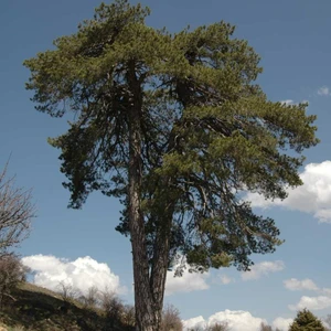Mutlupaket Tüplü (Pinus Nigra) Karaçam Fidanı (4 Yaş 100-150CM)