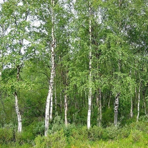 Mutlupaket Tüplü Soğuklara Dayanıklı Huş Ağacı (Betula Alba) Fidanı