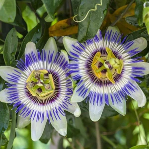 Mutlupaket Tüplü Nadir Mavi Çiçek Açan Edulis Passiflora Çarkıfelek Fidanı