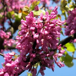 Mutlupaket Tüplü Kokulu Erguvan Ağacı (Cercis Siliquastrum) Fidanı