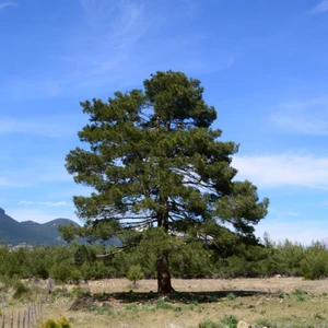 Mutlupaket Tüplü (Pinus Brutia) Kızıl Çam Fidanı