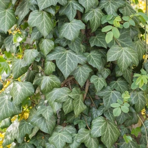 Mutlupaket Tüplü Hedera Helix Yeşil Duvar Sarmaşığı Fidanı