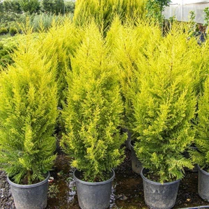Mutlupaket Tüplü Limoni Servi Fidanı (100-150 Cm)