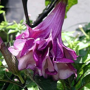 Katmerli Mor Brugmansia Çiçeği 5 tohum