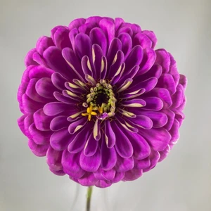 Dahlia Çiçekli Lavender Zinya Çiçeği 40 tohum