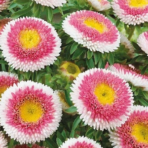 Pompon HiNoMaru Aster Çiçeği 50 tohum