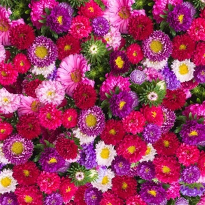 Karışık Renkte Aster Çiçeği 100 tohum