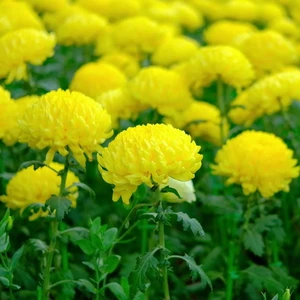 Soğuklara Dayanıklı Pompon Sarı Renkli Aster Çiçeği 50 tohum