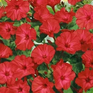 Bright Red Akşam Sefası Çiçeği 20 tohum