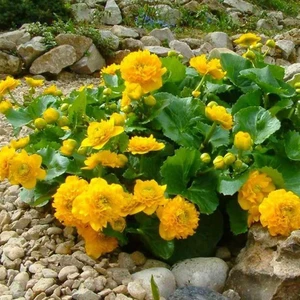 Nadir Sarı Kadife Çiçeği 50 tohum