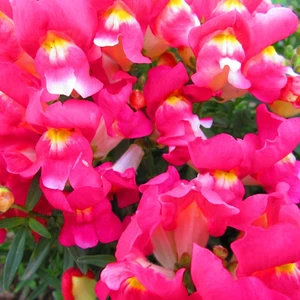 Aslan Ağzı Çiçeği Tohumu