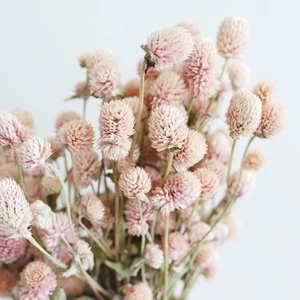 Gomphrena Globosa Somon Renkli Medine Çiçeği 50 tohum