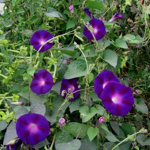 Grandpa Ott Gündüz Sefası Çiçeği 10 tohum