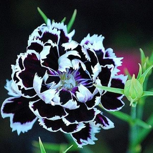 Dianthus Heddewigii Black White Karanfil Çiçeği 100 tohum