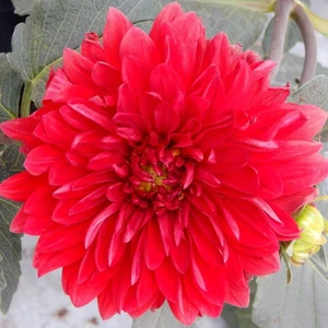 Mutlupaket Garden Wonder Dahlia Iri Yıldız Çiçeği Yumrusu (1 Adet)