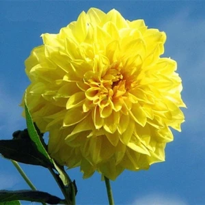 Mutlupaket Kelvin Floodlight Dahlia Iri Yıldız Çiçeği Yumrusu (1 Adet)
