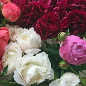 Mutlupaket Mixed Color Peony Karışık Renkli Şakayık Çiçeği Yumrusu (3 Adet)