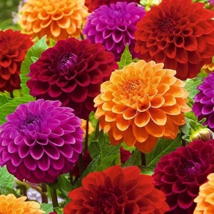 Mutlupaket Mixed Dahlia Iri Karışık Yıldız Çiçeği Yumrusu (5 Adet)