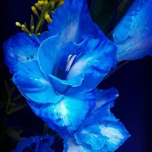 Mutlupaket Gladiolus Blue Swan Mavi Glayör Çiçeği Yumrusu Soğanı (2 Adet)