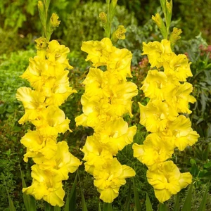 Mutlupaket Gladiolus Yellow Swan Sarı Glayör Çiçeği Yumrusu Soğanı (2 Adet)