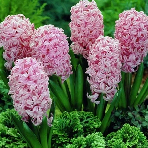 Mutlupaket Yoğun Kokulu Lila Renkli Fondant Sümbül Soğanı (3 Adet)