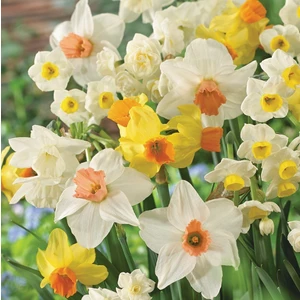 Mutlupaket Karışık Renkli Nergis Soğanı (5 Adet)