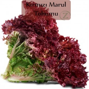 Red Kıvırcık Marul 90 tohum