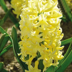 Mutlupaket Hyacinthus Yellowstone Sümbül Soğanı (3 Adet)